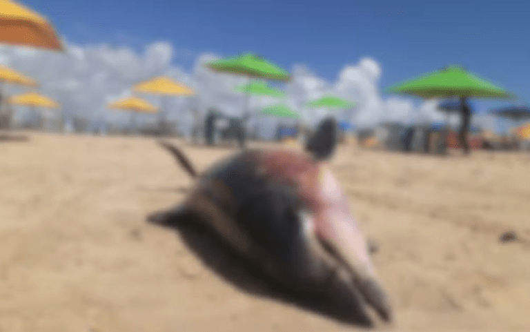 Boto é encontrado morto na praia da Cinelândia, em Aracaju