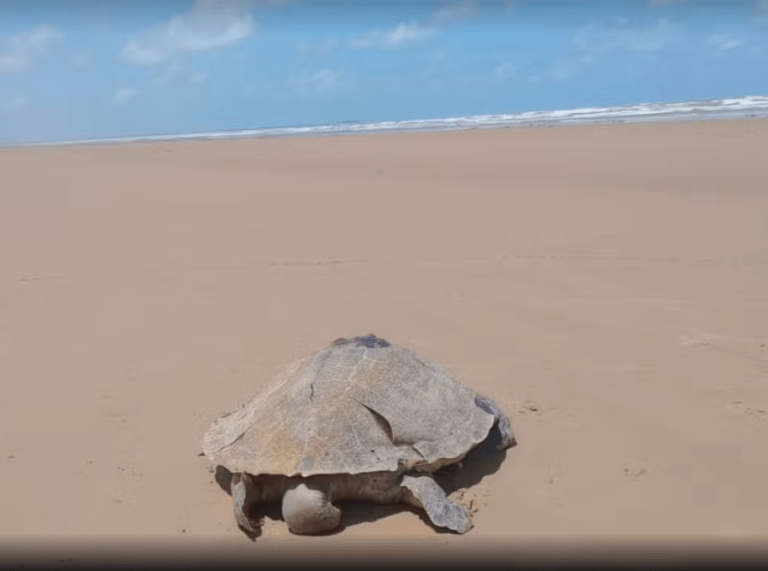 Tartaruga é encontrada morta em praia da Barra dos Coqueiros