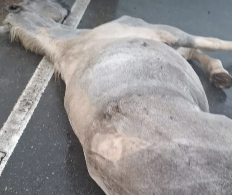 Colisão envolvendo motocicleta e cavalo deixa uma pessoa morta na SE-170