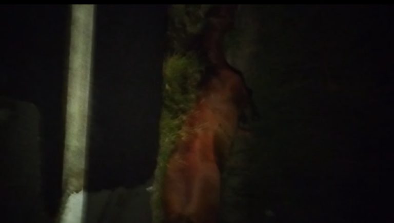 Casal perde a vida em acidente trágico na rodovia entre Lagarto e São Domingos