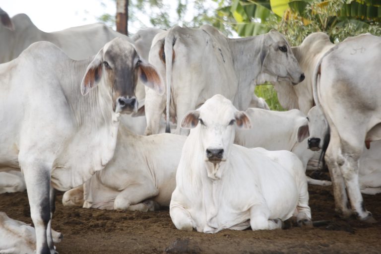 Emdagro alerta que atualização dos rebanhos será obrigatória para emissão da GTA