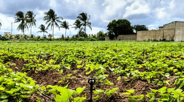 Irrigantes retomam produção de batata-doce em perímetro estadual de Lagarto