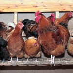 Hens and rooster in coop close up image