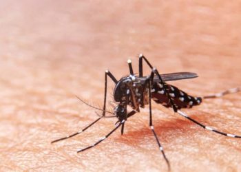 Três bairros de Aracaju estão com alto índice de infestação pelo Aedes Aegypti