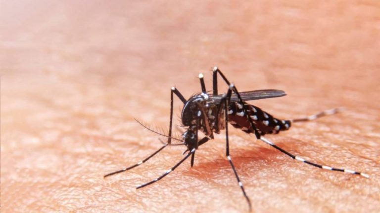 Três bairros de Aracaju estão com alto índice de infestação pelo Aedes Aegypti