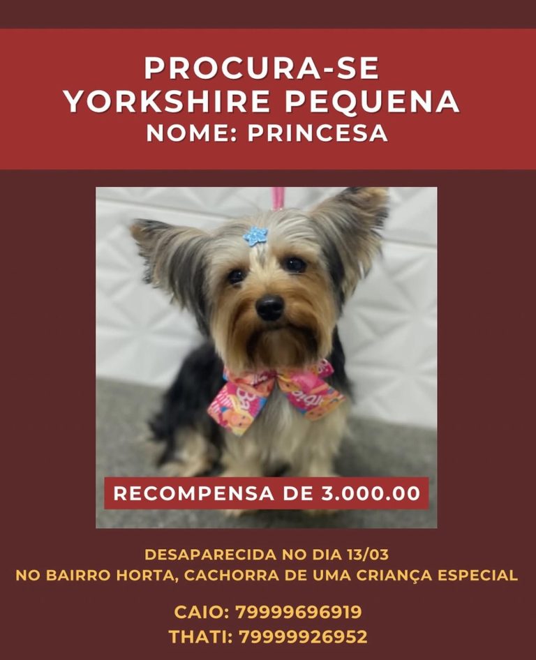 Recompensa alterada de dez mil reais para três mil reais por Yorkshire desaparecida