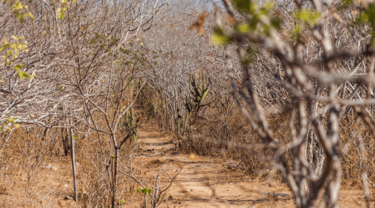 Sergipe registra agravamento da seca no Alto Sertão e Centro-Sul