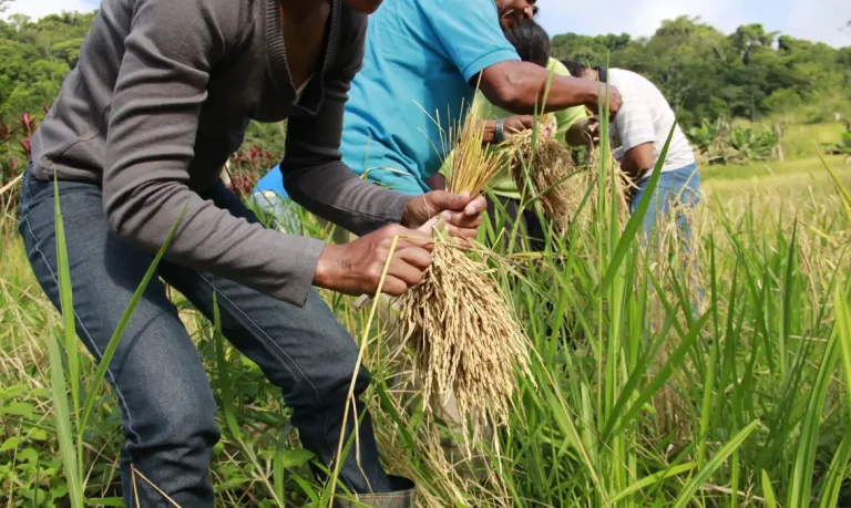 Arroz produzido por quilombolas em Sergipe vira destaque nacional