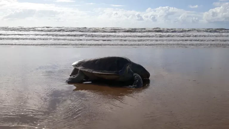 Cerca de 500 tartarugas marinhas morrem no litoral de Sergipe em três meses