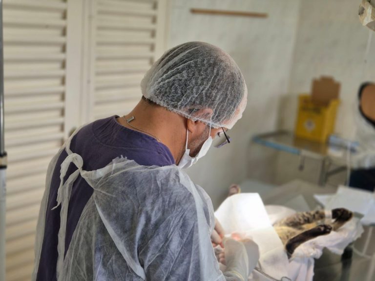 Prefeitura de Lagarto realiza mutirão de castração de felinos