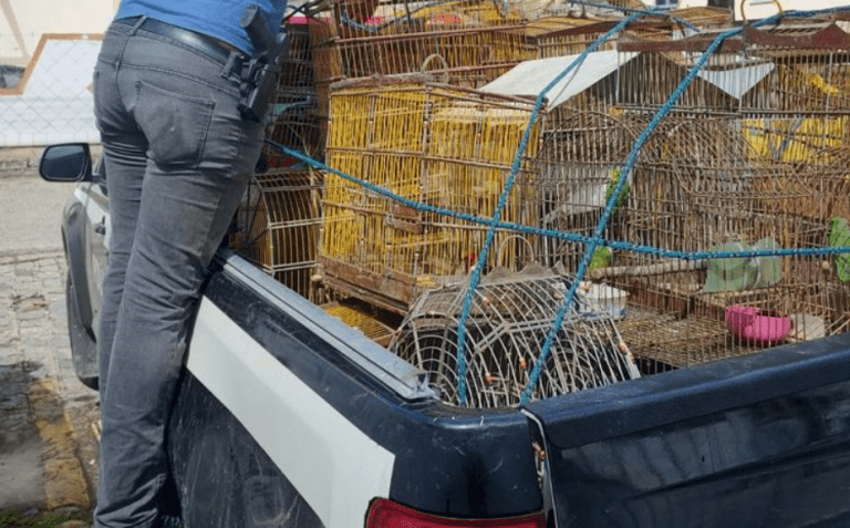 Criação irregular de aves silvestres e exóticas configura crime ambiental
