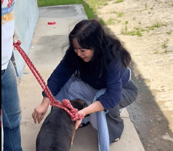 Vocês lembram dos cachorros que ficavam na Cidade Nova?