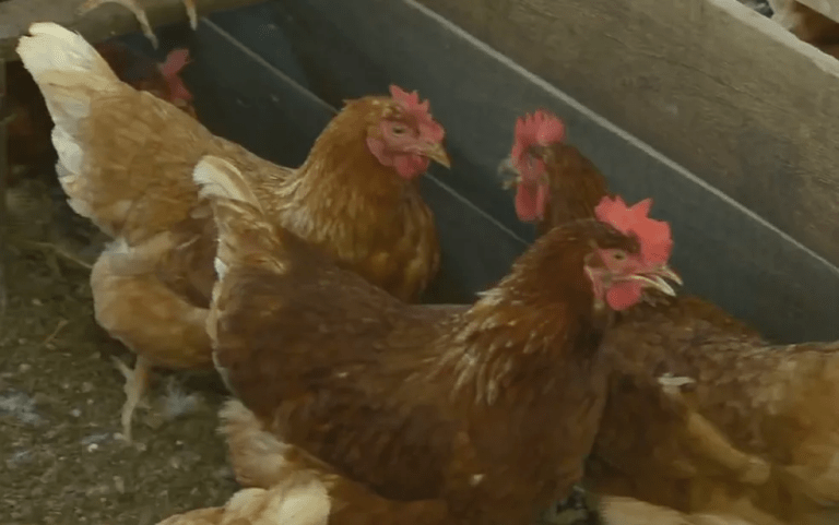 Gripe aviária: Ministério da Agricultura descarta caso suspeito da doença em Sergipe