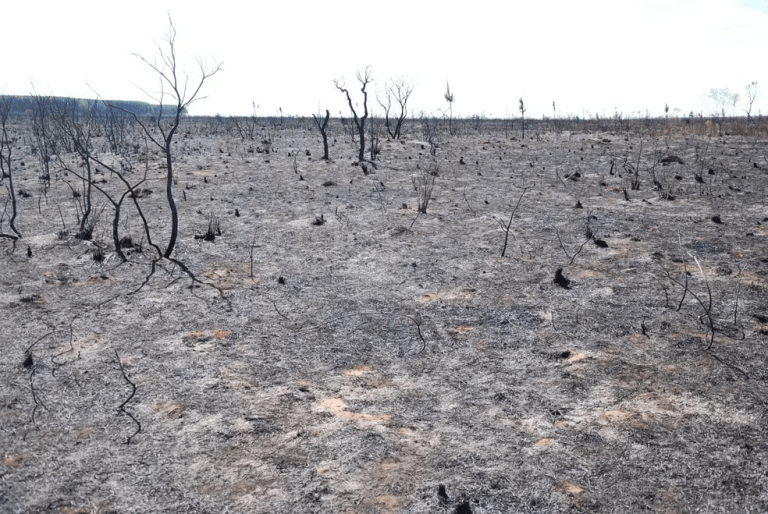 Pesquisa descobre que insetos estão se refugiando em ‘abrigos’ para sobreviver aos incêndios