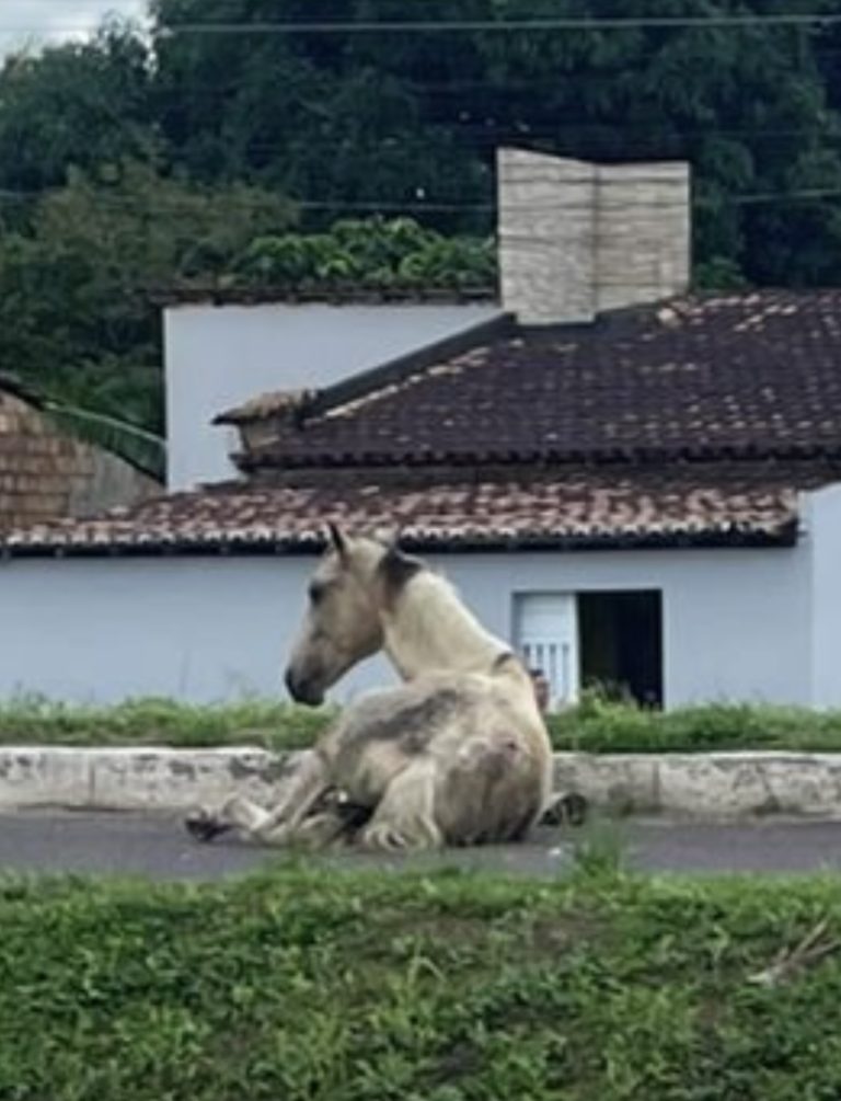 Acidente envolvendo cavalo é registrado na Colônia Treze