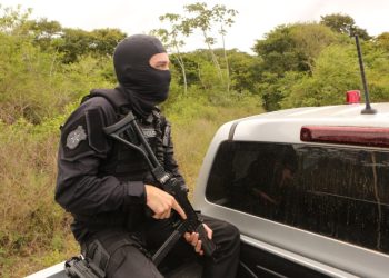 Polícia Civil descobre plantação de maconha no interior de SE