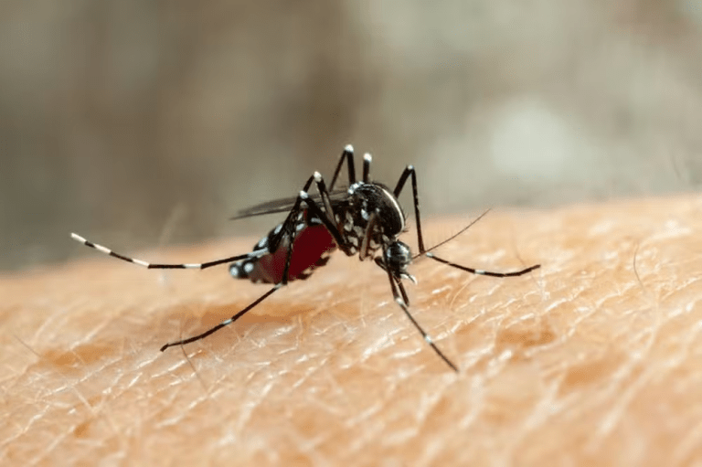 Quarta morte por dengue é confirmada em Sergipe