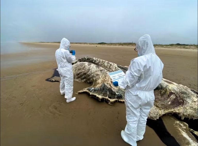 Carcaça de baleia-jubarte é encontrada na Praia da Caueira, em Itaporanga d’Ajuda