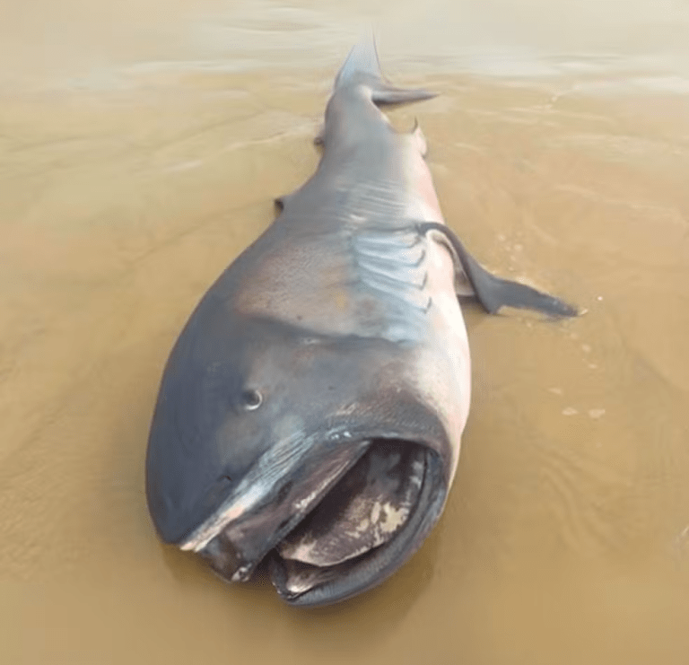 ‘É quase impossível encontrar um animal desses’, diz biólogo sobre tubarão raro encontrado em SE