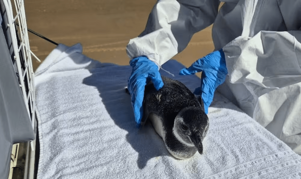 imagem_2025-07-31_195708069