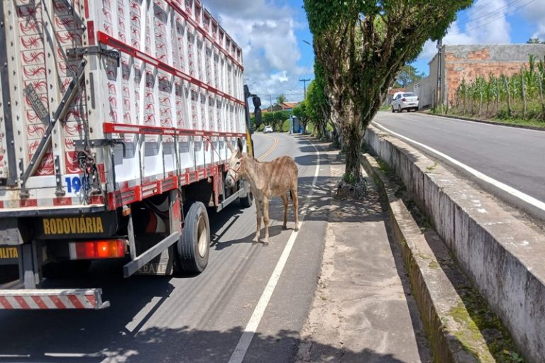 PMSE recolhe cerca de 280 animais soltos nas rodovias estaduais