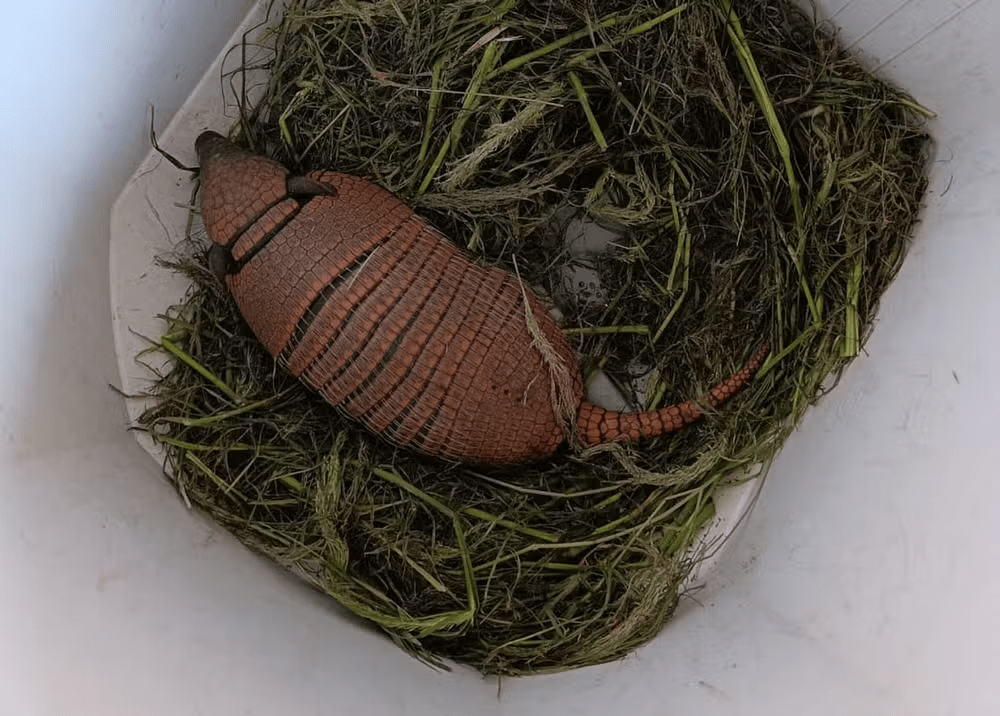 imagem_2025-08-27_120511247