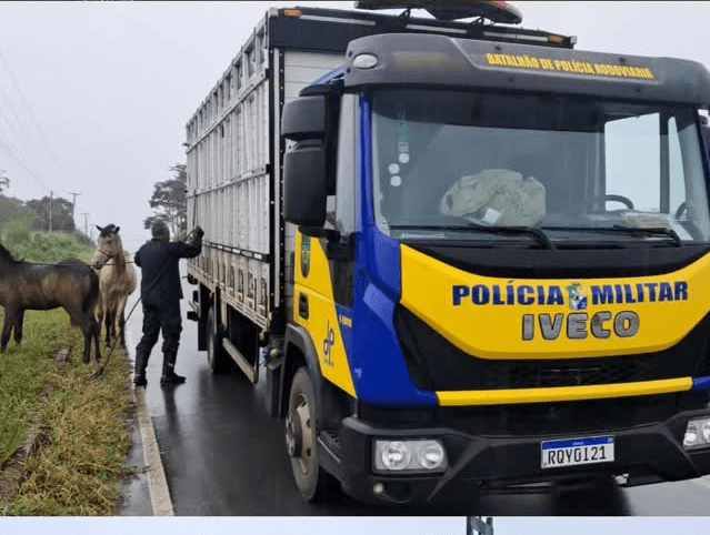 BPRv apreende 15 animais soltos em rodovias