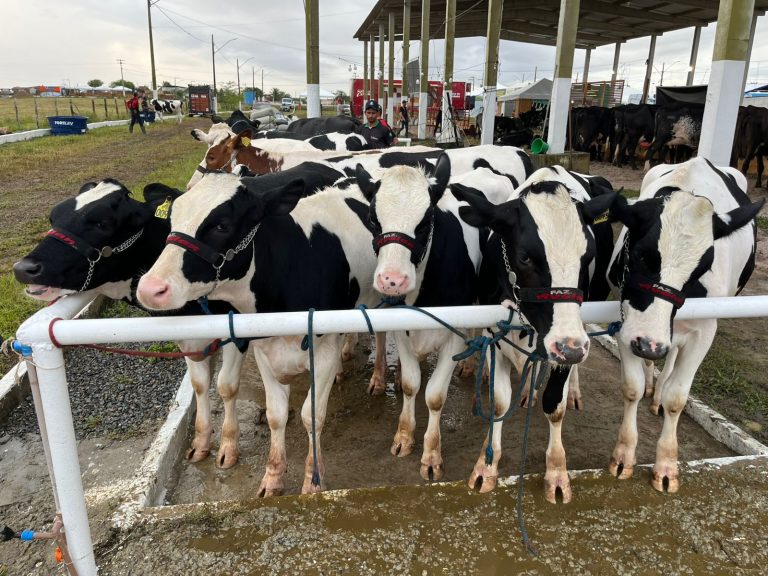 ExpoGloria começa nesta quarta; Crea-SE leva serviços a profissionais do Sertão