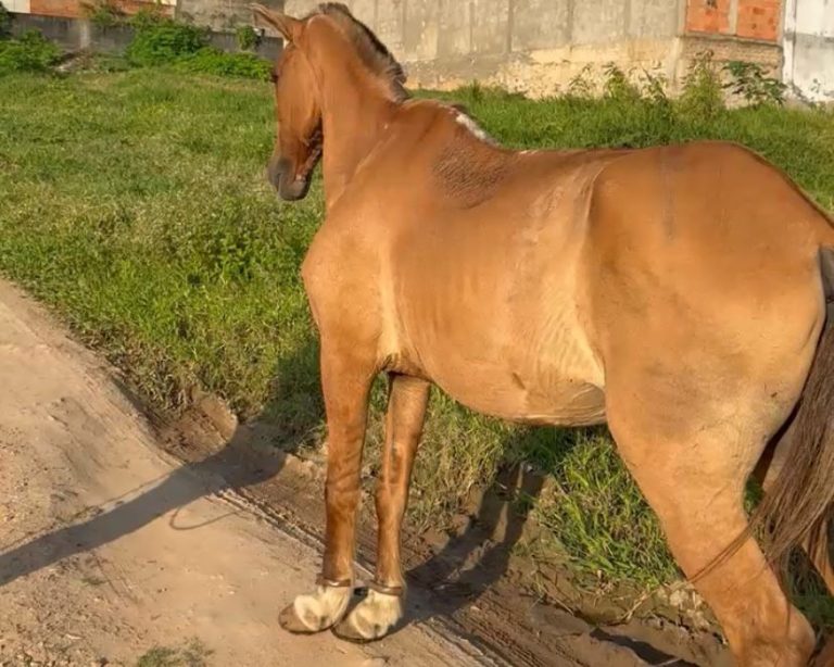 Polícia Civil resgata cavalo com patas acorrentadas por cadeado em Lagarto