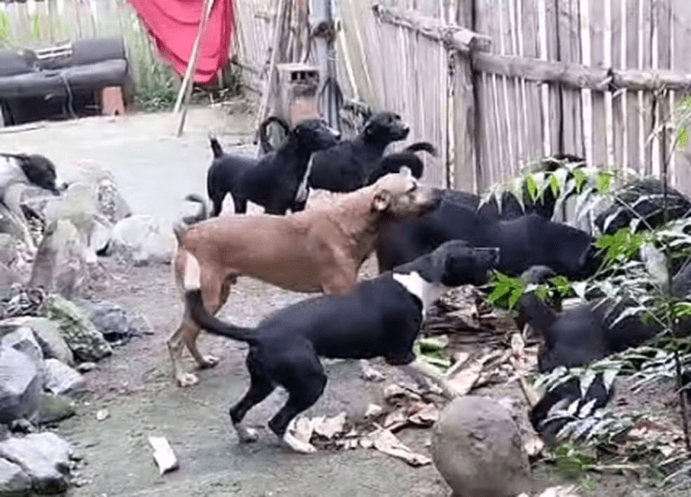 Mais de 20 cachorros são resgatados e suspeito é preso por maus-tratos contra animais