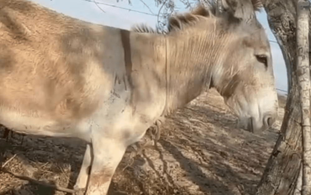 imagem_2025-10-15_105037306