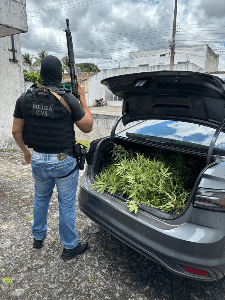 Polícia Civil flagra homem com grande plantação de maconha em Macambira