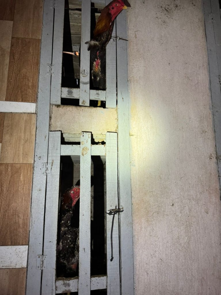 Polícia Civil deflagra Operação Galinácio e apreende 50 galos vítimas de maus-tratos