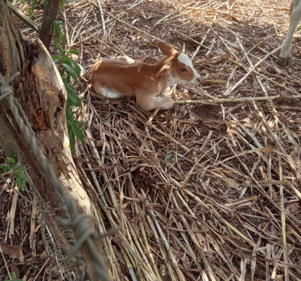Bezerra recém-nascida morre após suspeita de violência sexual em Riachão do Dantas