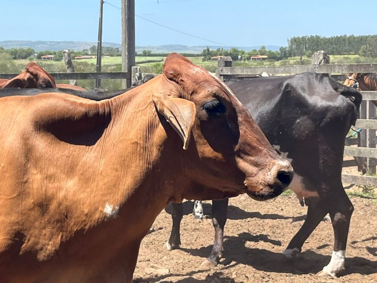 Prefeitura orienta produtores rurais sobre a importância da vacinação do rebanho