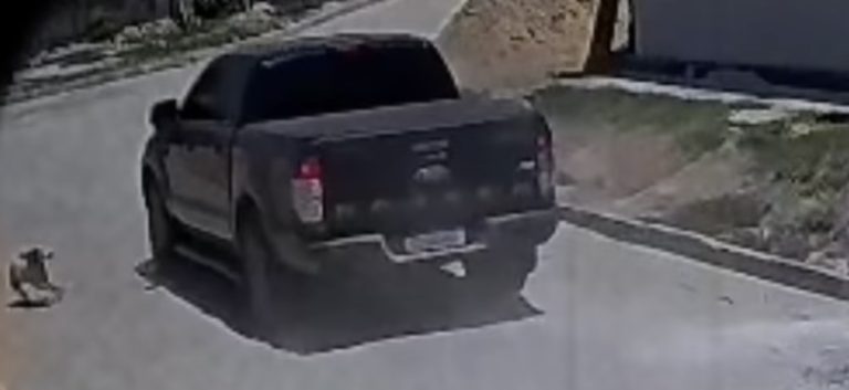 Polícia Civil investiga atropelamento de animal em Riachão do Dantas