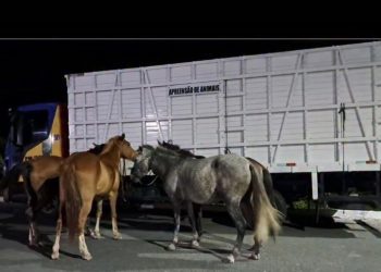 Mais de dez animais apreendidos durante o Carnaval 2026 em Sergipe
