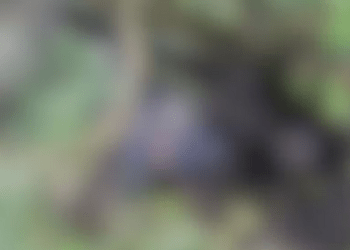 Jovem desaparecido é encontrado morto após mais de 10 dias em Itaporanga D’Ajuda