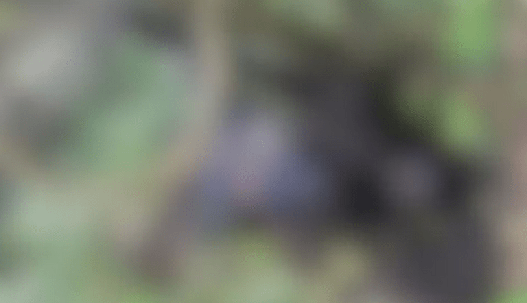 Jovem desaparecido é encontrado morto após mais de 10 dias em Itaporanga D’Ajuda