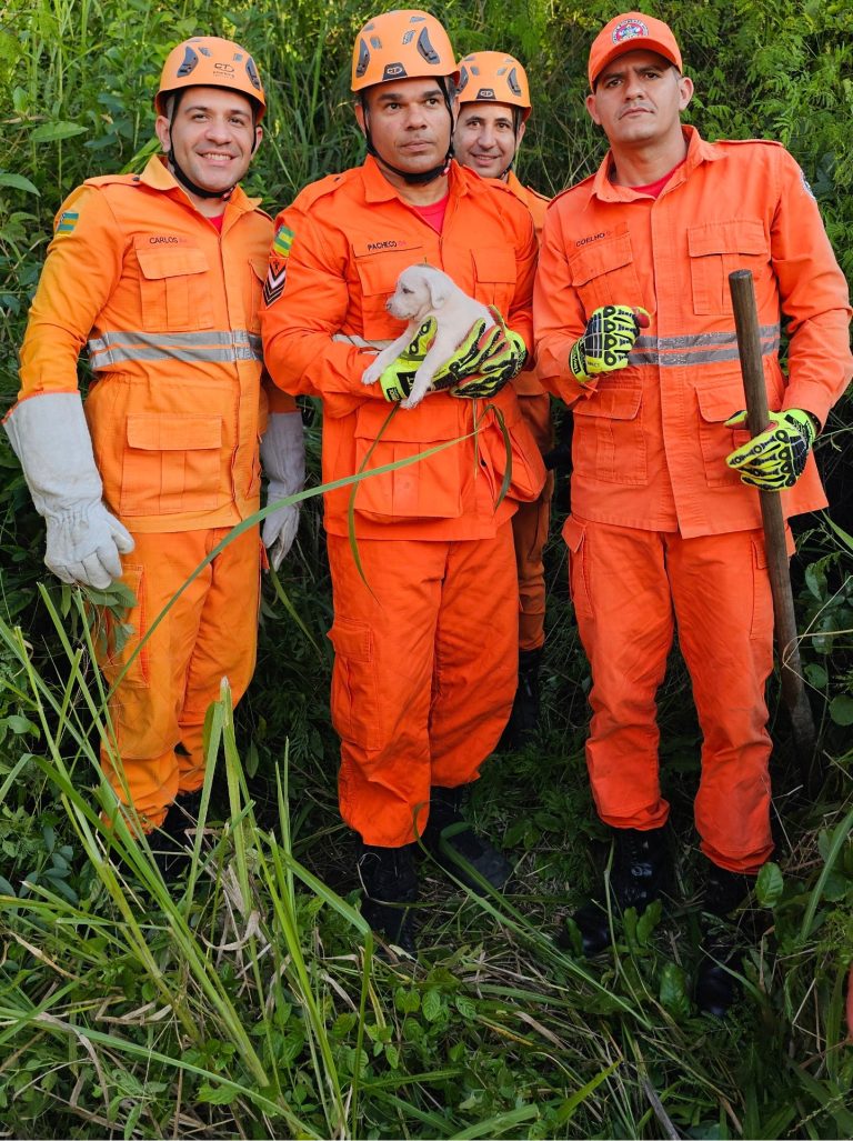 Corpo de Bombeiros resgatou 1196 animais em situação de risco no ano de 2025