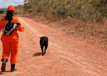 Homem é encontrado morto após ser atacado por abelhas em Riachuelo
