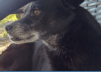 Depama prende suspeito de matar cadela com extrema violência em Aracaju