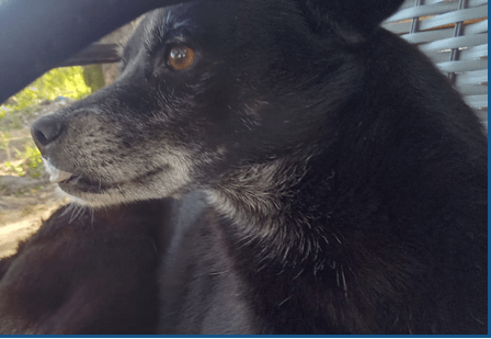 Screenshot 2026-03-19 at 16-04-26 Depama prende suspeito de matar cadela com extrema violência em Aracaju