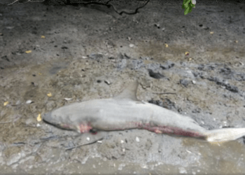 Tubarão é encontrado morto em área de pesca em São Cristóvão