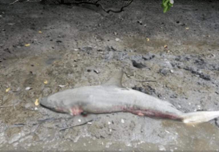 Tubarão é encontrado morto em área de pesca em São Cristóvão