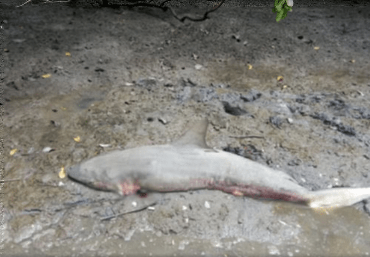 Screenshot 2026-03-31 at 23-35-55 Tubarão em São Cristóvão animal é encontrado morto em área de pesca G1