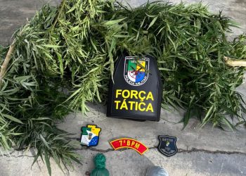 Polícia Militar desarticula plantação de maconha em Riachão do Dantas