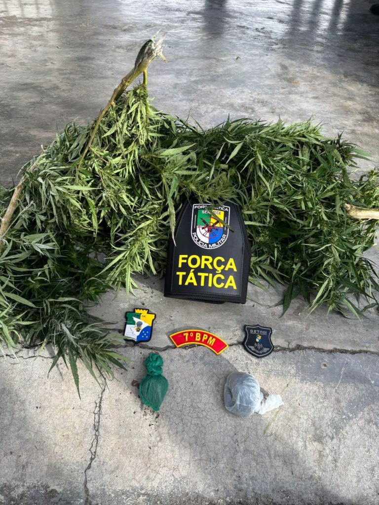 Polícia Militar desarticula plantação de maconha em Riachão do Dantas