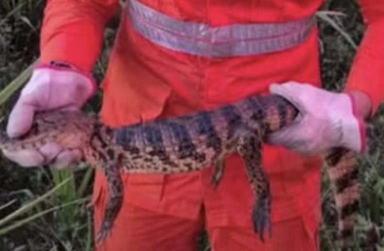Filhote de jacaré é resgatado de residência na zona rural de Lagarto