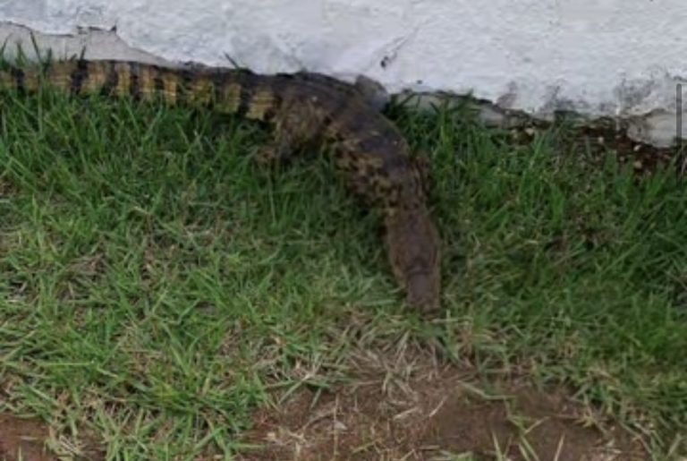 Filhote de jacaré é resgatado em hospital de Lagarto